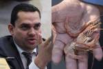 A criterio del jefe de bancada del Partido Nacional, Tomás Zambrano, desde el gobierno se debió garantizar la exportación de camarones ante el cierre de los mercados de México y Taiwán
