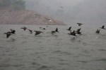El cormorán o pato chancho se mueve en bandadas de cientos por los 94 kilómetros cuadrados de área que tiene la represa hidroeléctrica Francisco Morazán, ubicada entre Comayagua, Cortés y Yoro.