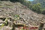 La Biósfera del Río Plátano, en La Mosquitia, es una de las zonas protegidas más afectadas por la deforestación. El poco acceso de las autoridades al lugar agudiza la situación.