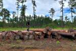 Cantidades de pies tablares de madera se han sacado del bosque de La Mosquitia ante la falta de vigilancia de las autoridades.
