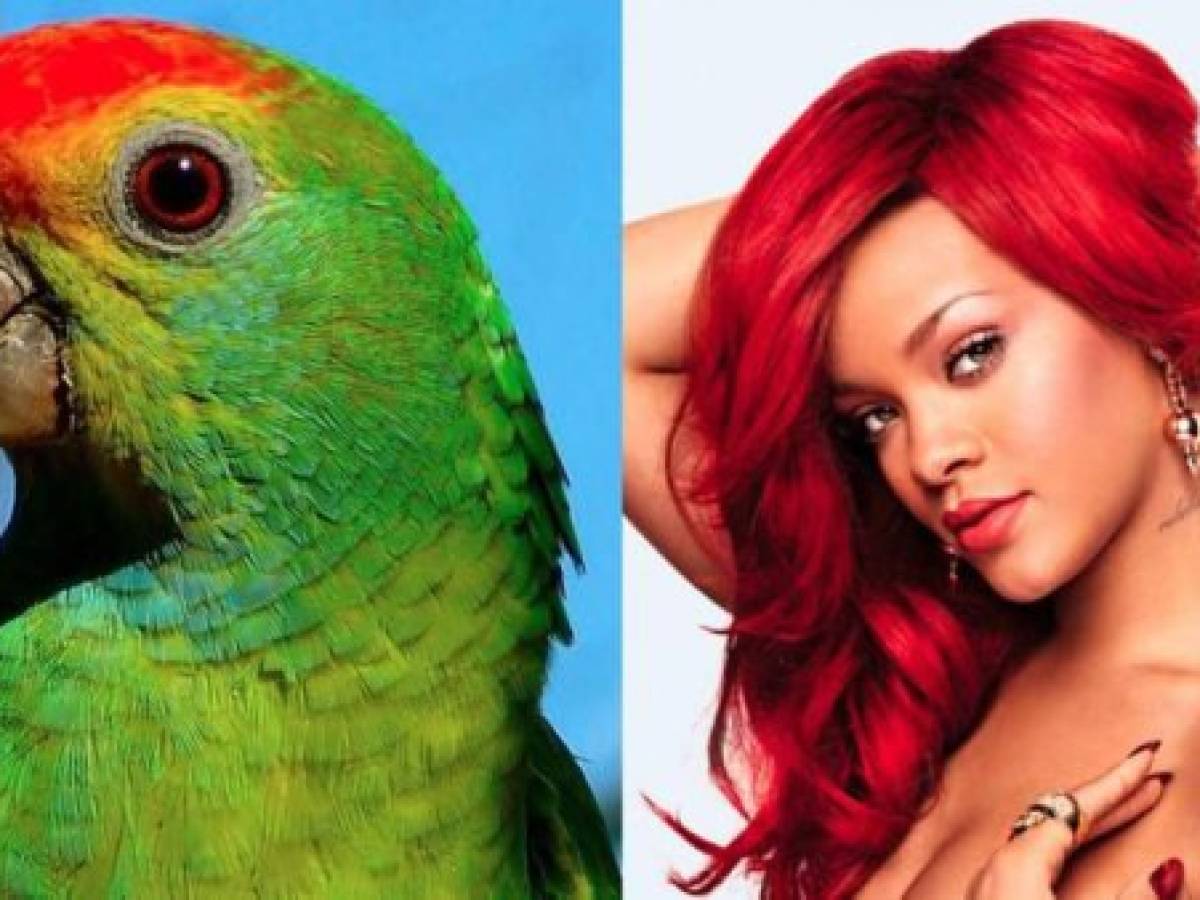 Viral: Un loro canta igual que Rihanna y arrasa las redes sociales