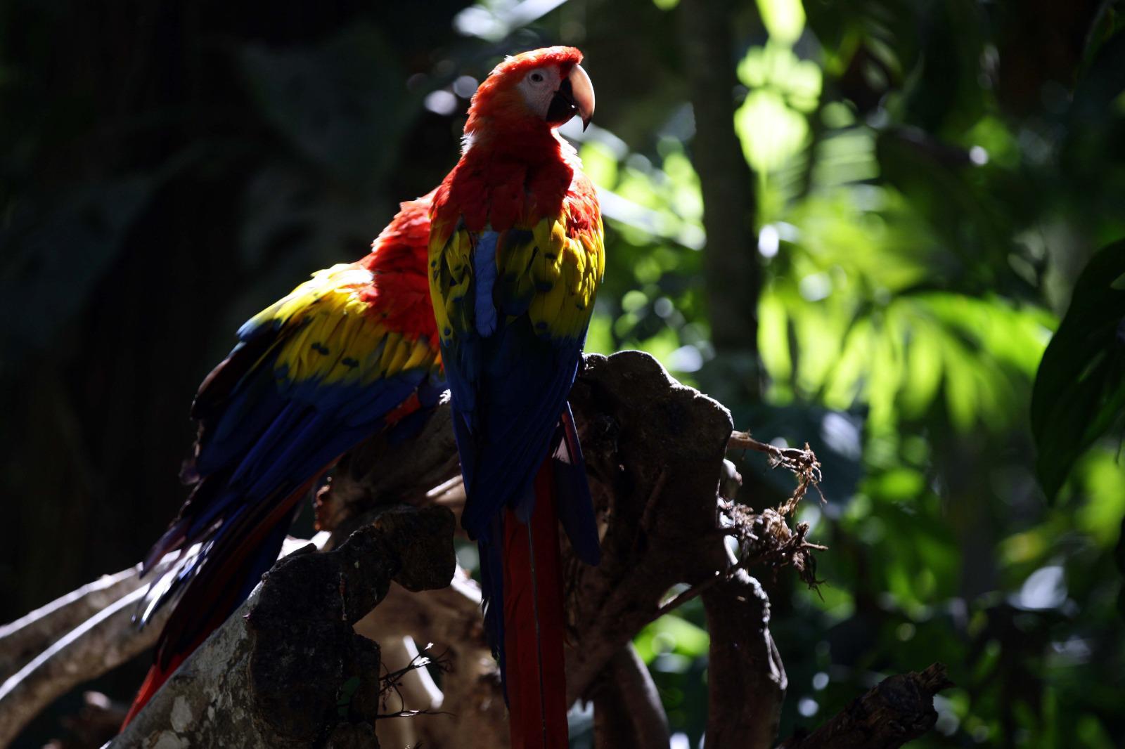 $!La flora y fauna presente a lo largo y ancho de Honduras es un atractivo turístico para los miles de hondureños que se movilizarán durante la Semana Santa.
