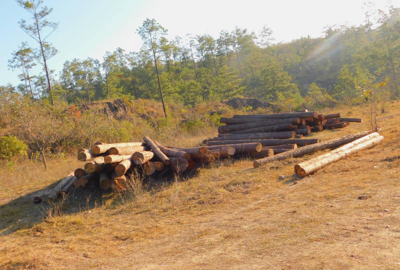 $!Los pobladores de la comunidad de Llano Largo, en San José, La Paz, lograron parar un plan de manejo otorgado por el ICF a un grupo campesino sobre un bosque en regeneración.