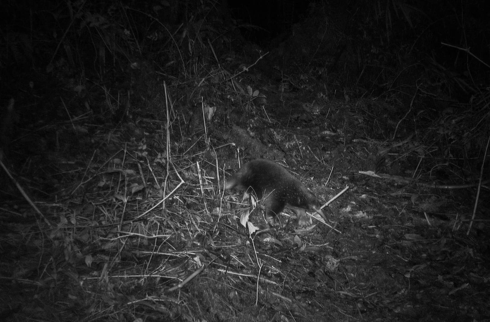 $!El equidna de pico largo de Attenborough, un monotrema, tiene “púas de erizo y hocico de oso hormiguero”.