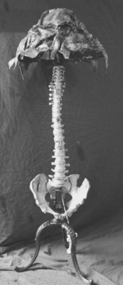 Collar de narices, cinturón de pezones y lámpara de piel humana: Artesanías que hacía un asesino con restos de sus víctimas (FOTOS)