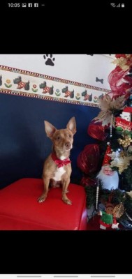 'Día mundial del Perro', lectores nos comparten imágenes de sus canes