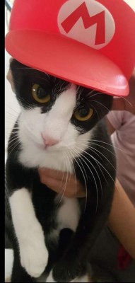 Tiernas imágenes que comparten nuestros lectores en el Día Internacional del Gato