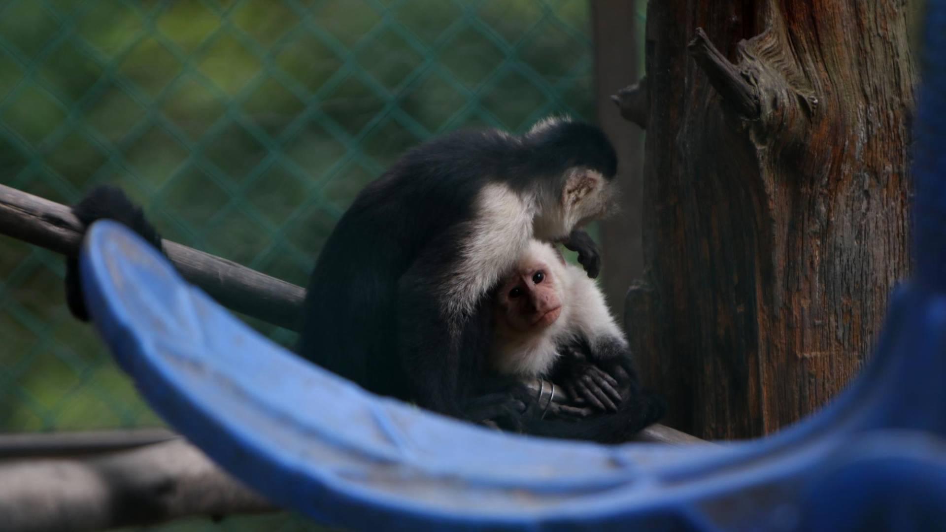 $!El proyecto iniciaría con los animales que están en zoológicos y parques, luego pasarían con los animales domésticos.