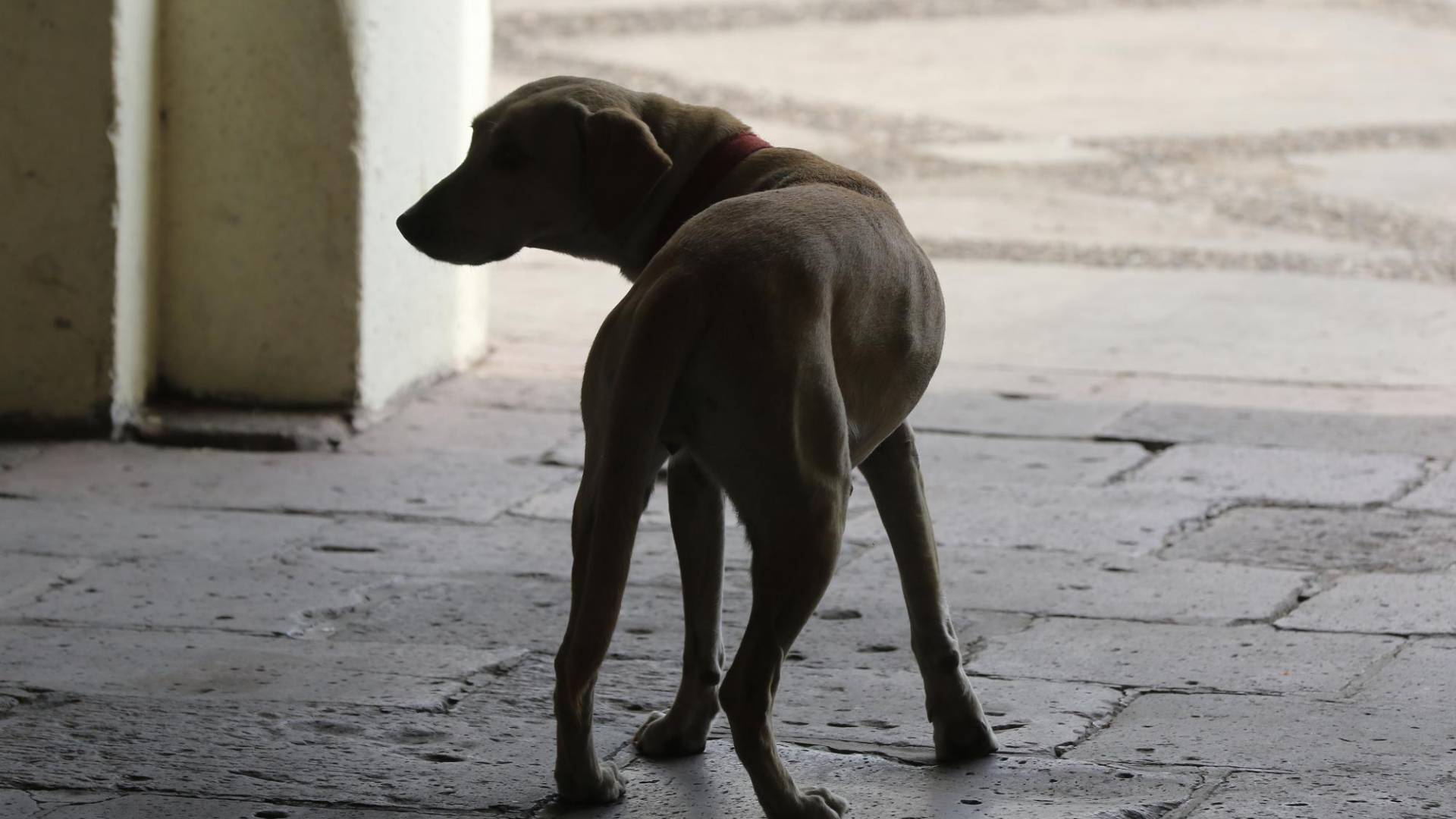 $!En Honduras no hay una data en la que se pueda tener información de los animales en cautiverio o mascotas.