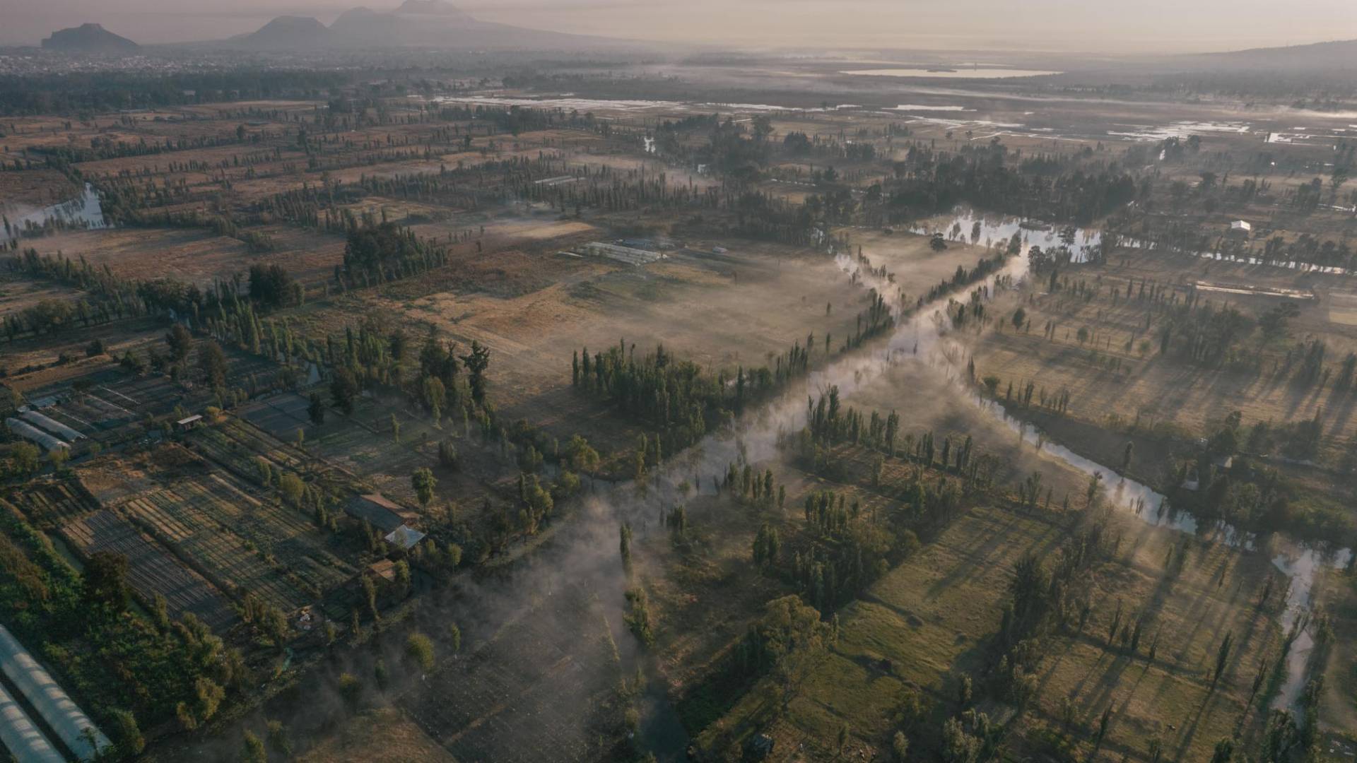 $!Los humedales de Xochimilco, una demarcación semirrural al sur de la CDMX, alguna vez ofreció refugio a ajolotes.