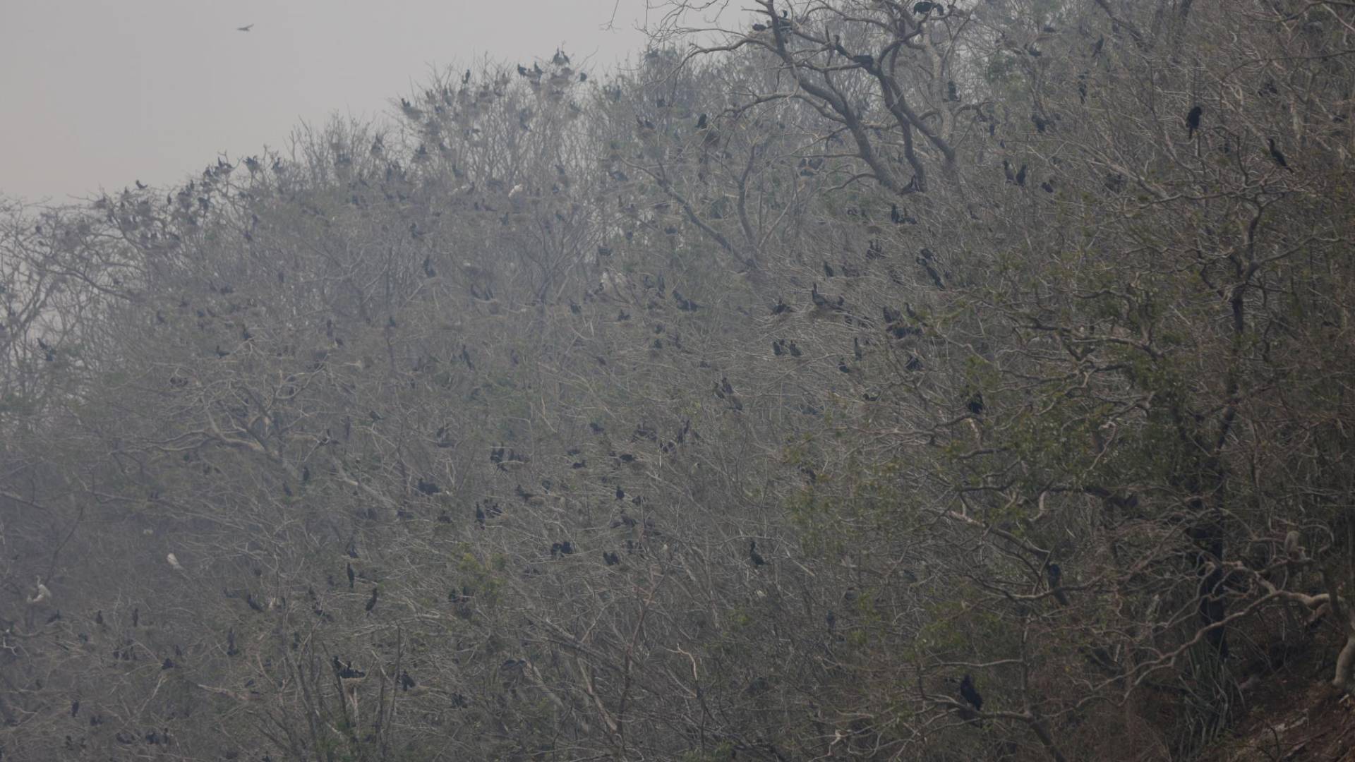 $!A pesar de la contaminación, el lente de la Unidad Investigativa de EL HERALDO Plus logró captar los miles de nidos de cormorán en “El Cajón” que acaban con todos las especies de alevines - peces pequeños- en la visita a la “Isla de los patos”.