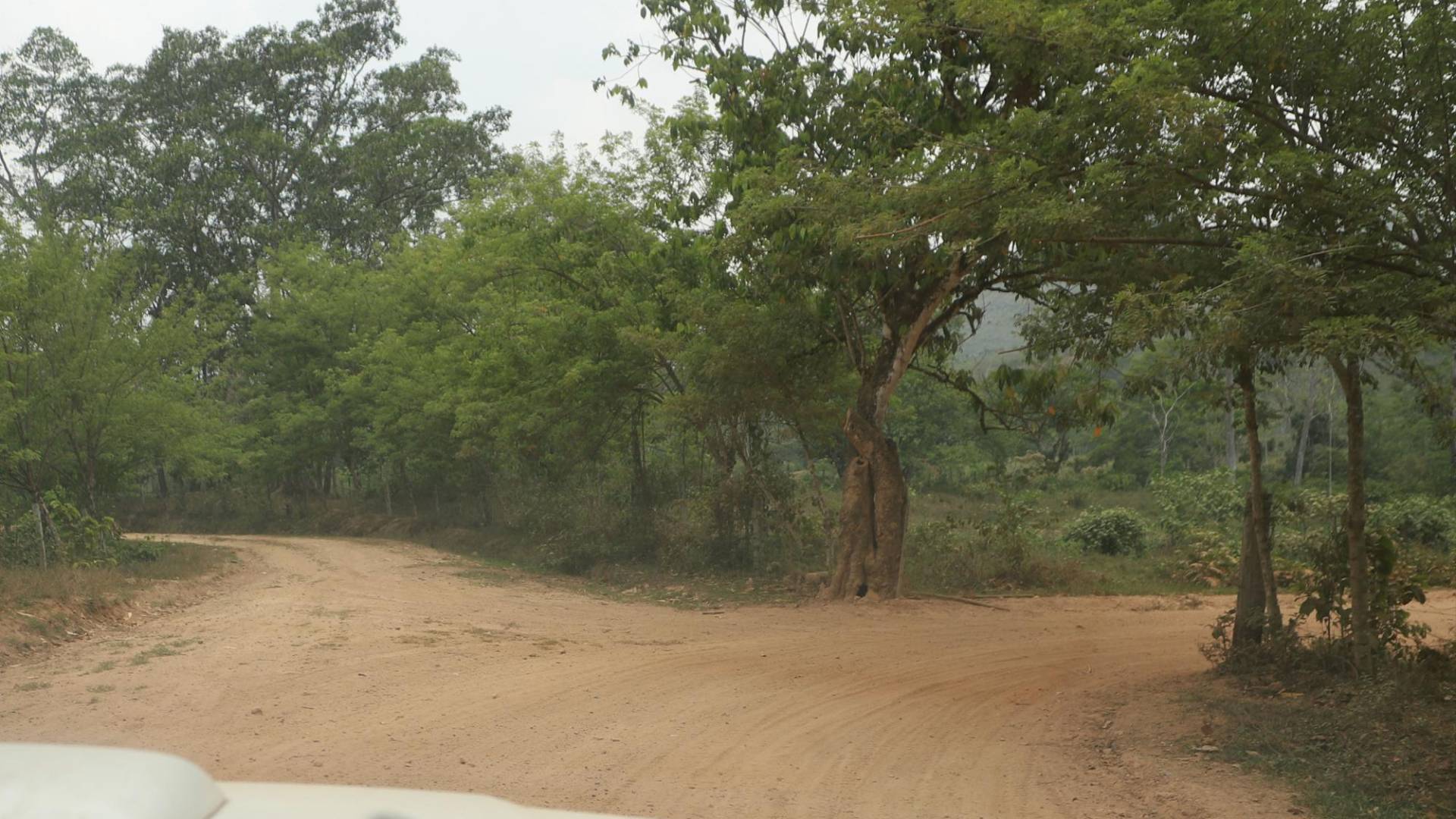 $!Como si se trataran de arterías las narcocarreteras conectan comunidades en medio de montañas y algunas se internan por la zona de amortiguamiento hasta parar en el núcleo
