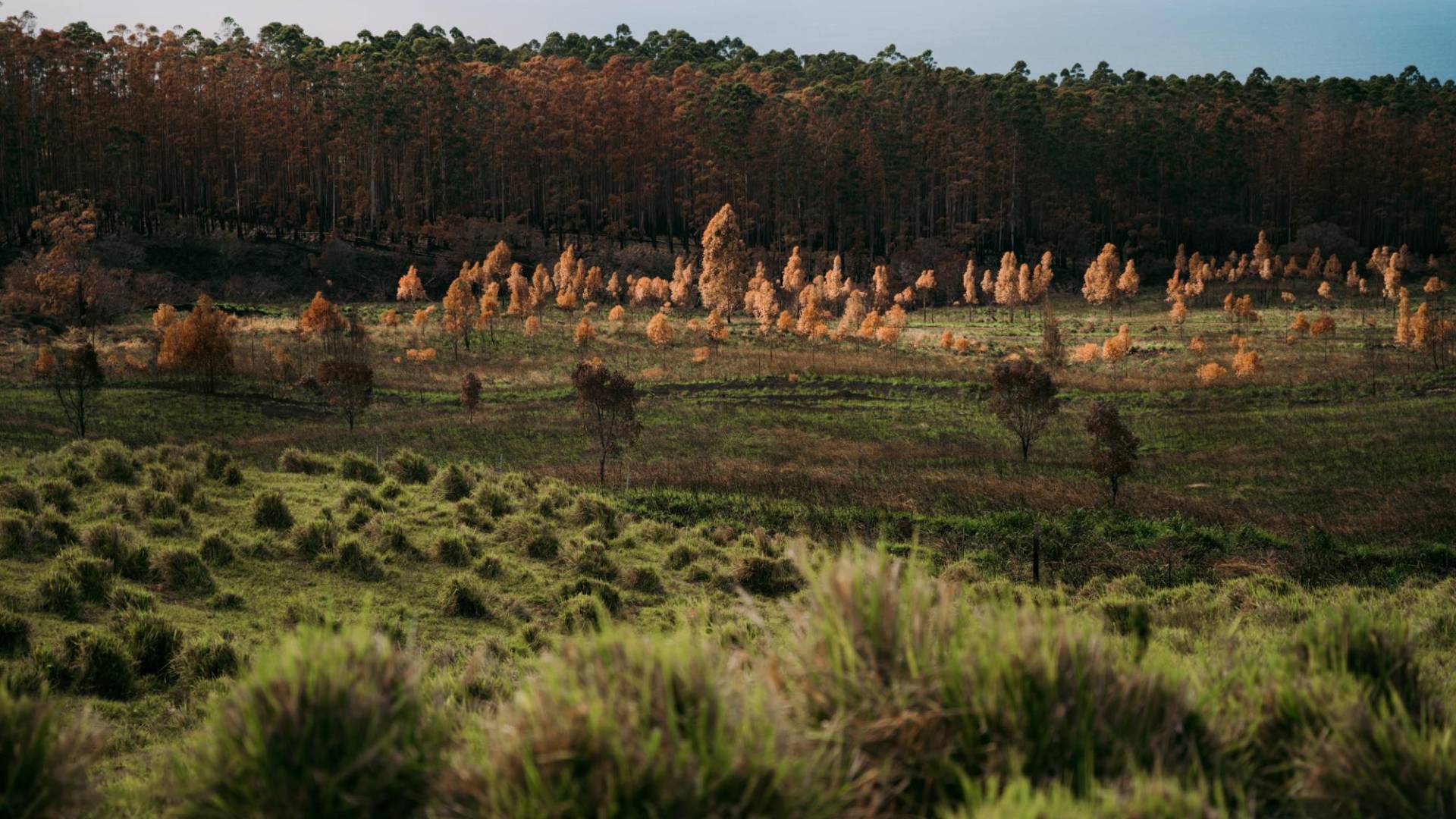 $!Una arboleda que incluye eucaliptos, no endémicos de Hawai, que se quemó en un incendio del 2021 en la Isla Grande.