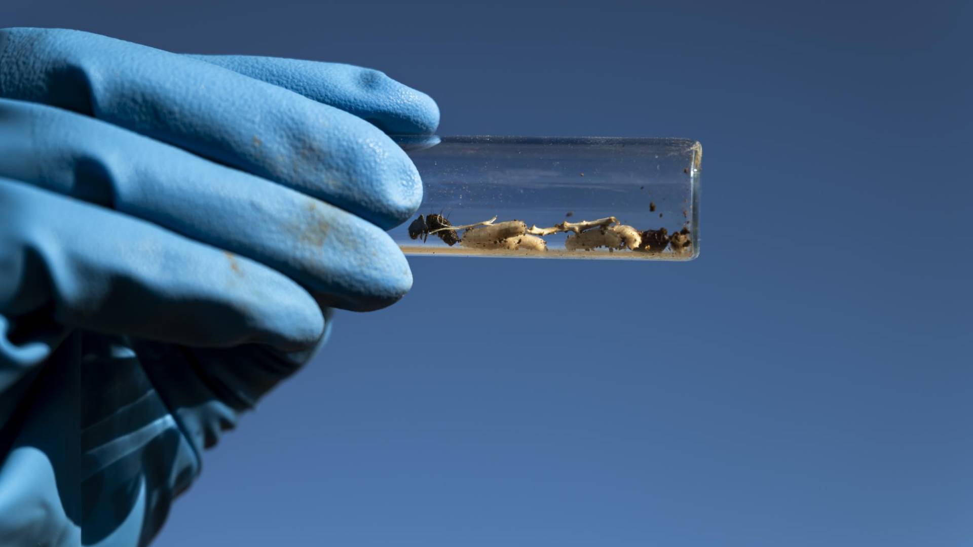 $!Las larvas y pupas de los gusanos pueden analizarse en busca de drogas, dijo Alex Smith, director de un laboratorio forense.