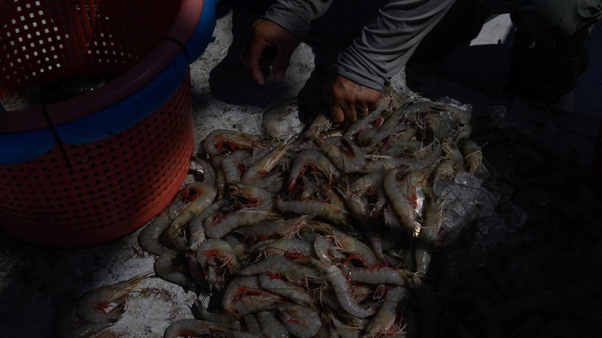 $!Un buen día para Vinh Nguyen era pescar suficiente camarón para ganar mil dólares. Ahora son unos 600 dólares.