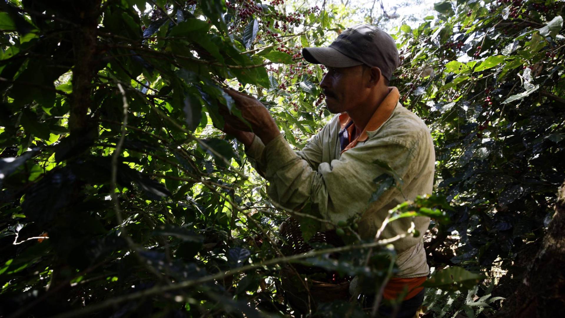 $!Los caficultores están demandando más mano de obra debido a que las plantaciones están cargadas pero no tienen suficientes obreros para poder sacar todo el café y temen tener más pérdidas.