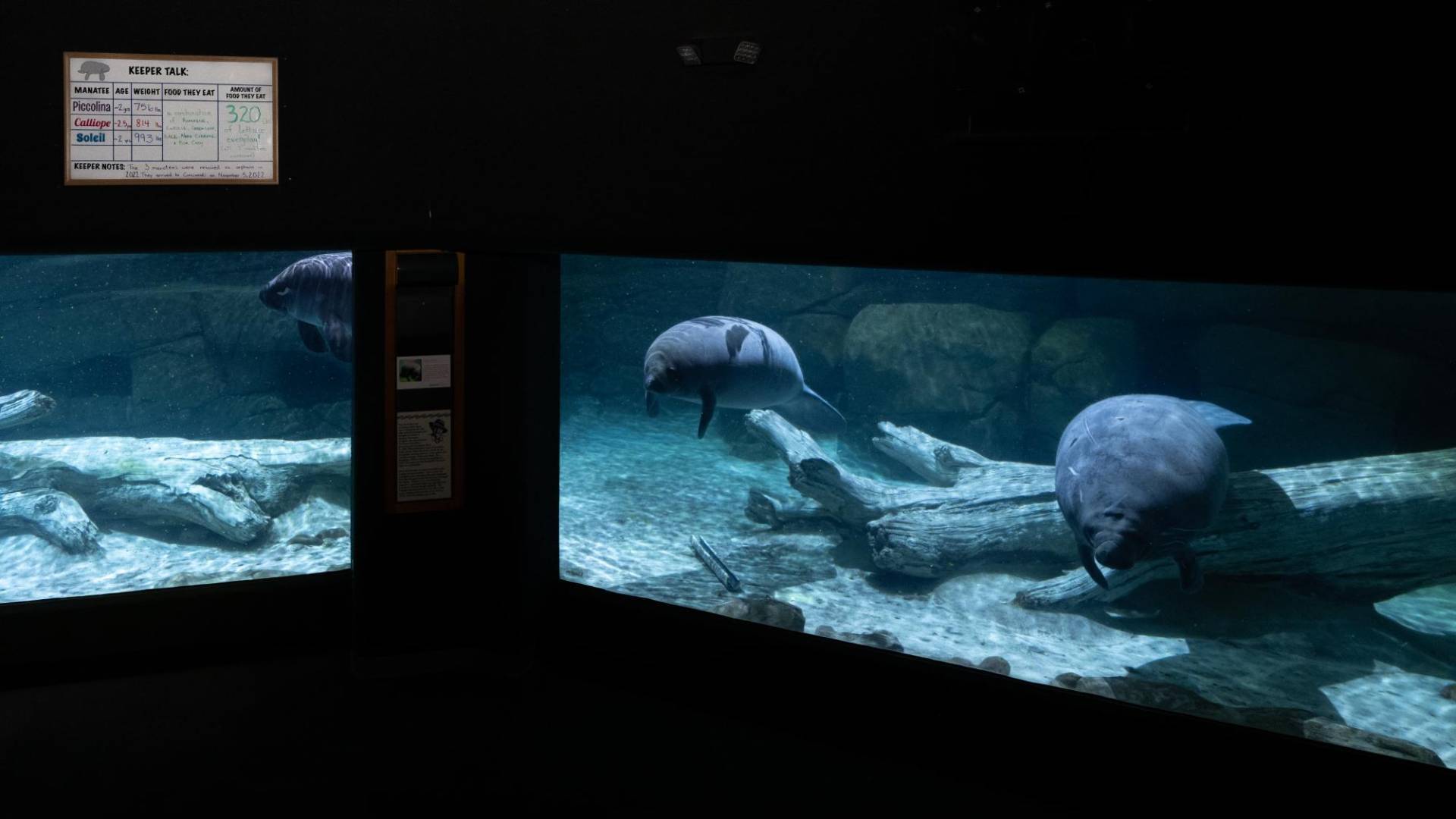 $!Tres manatíes huérfanas, vistas en septiembre, engordaron en el Zoológico de Cincinnati.