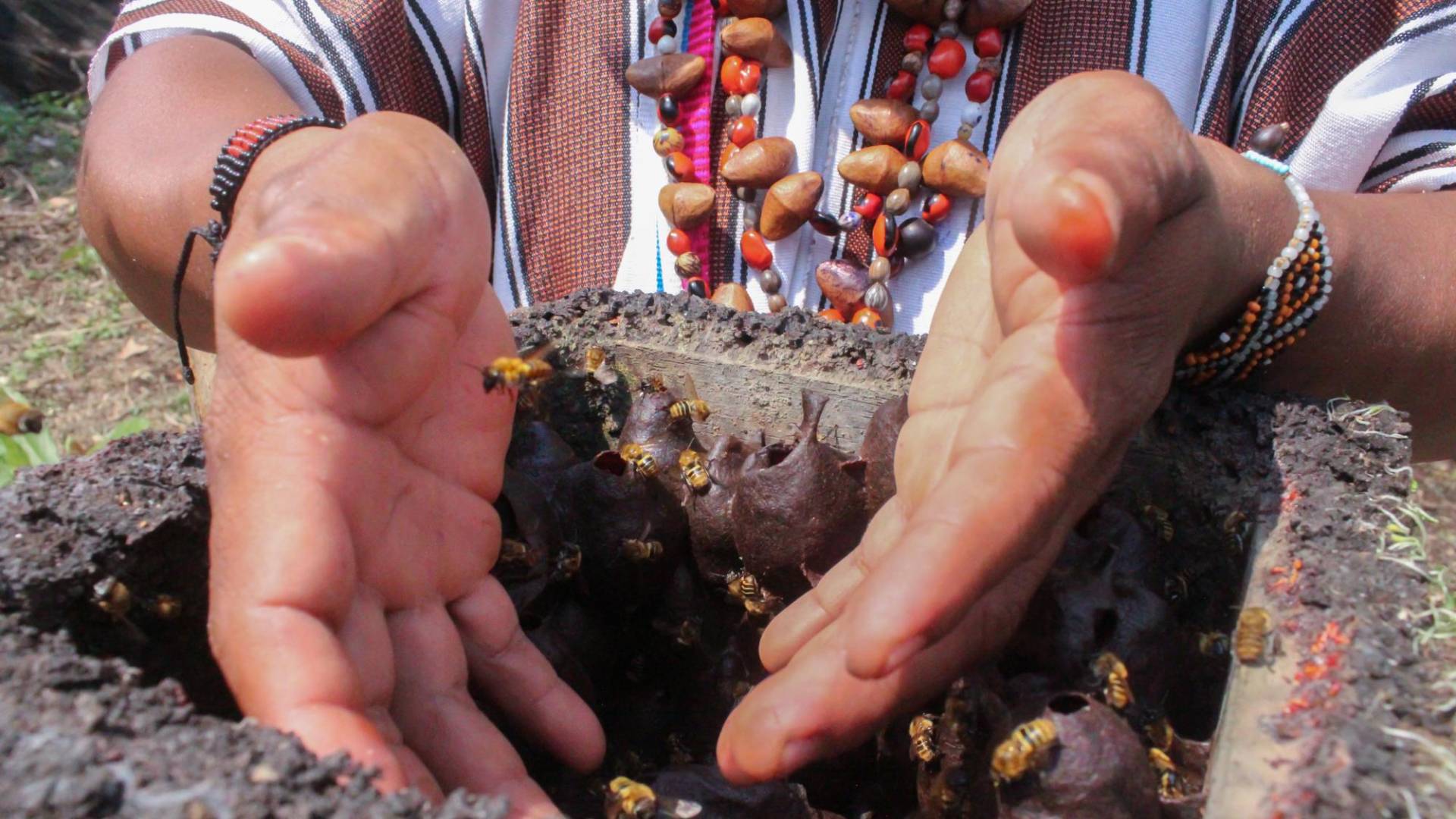 $!La población de abejas meliponas de Perú peligra por la deforestación, los pesticidas y el cambio climático.