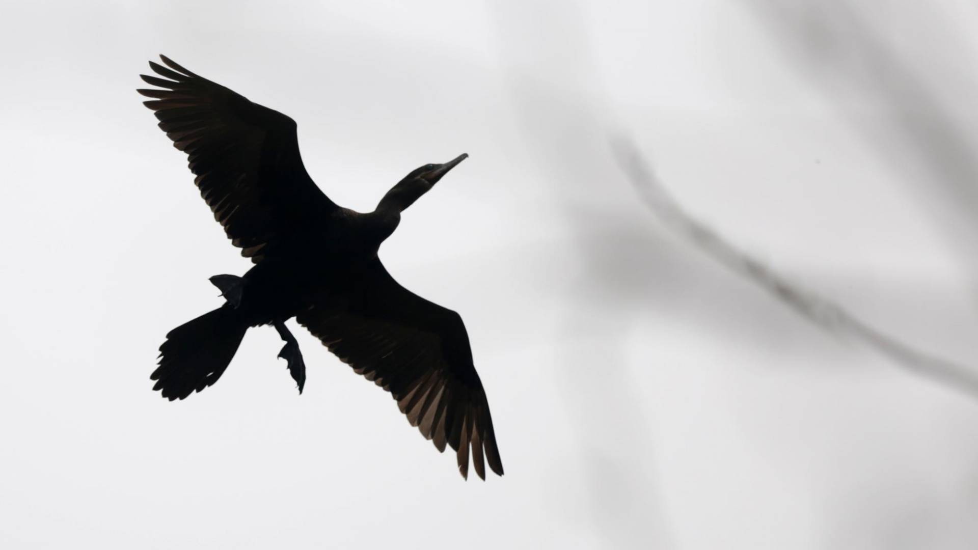 $!El pato chancho o cormorán no tiene un depredador, por lo que su reproducción en ‘El Cajón’ es descontrolada