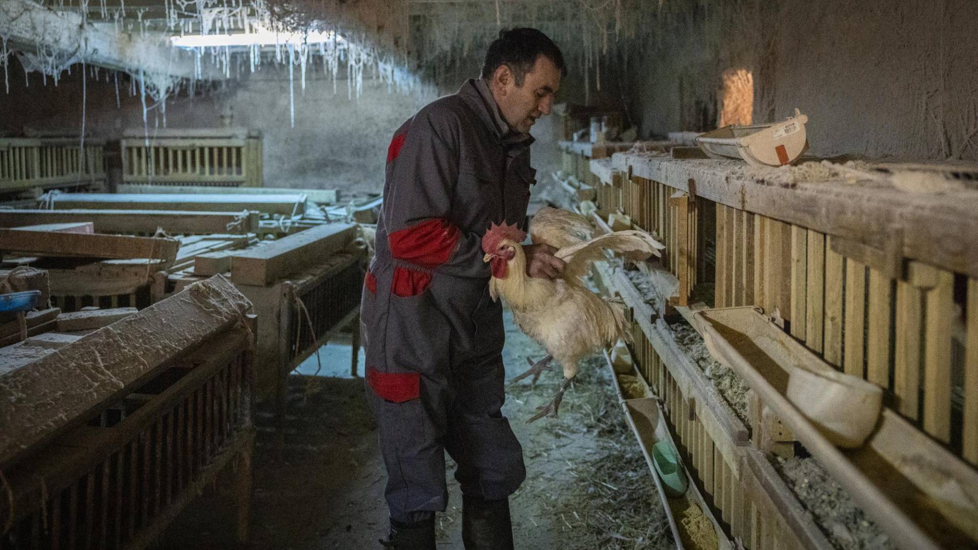 $!“Estamos asfixiados por las normas al grado que no podemos continuar”, dijo Jean-Michel Sibelle, dueño de una avícola.