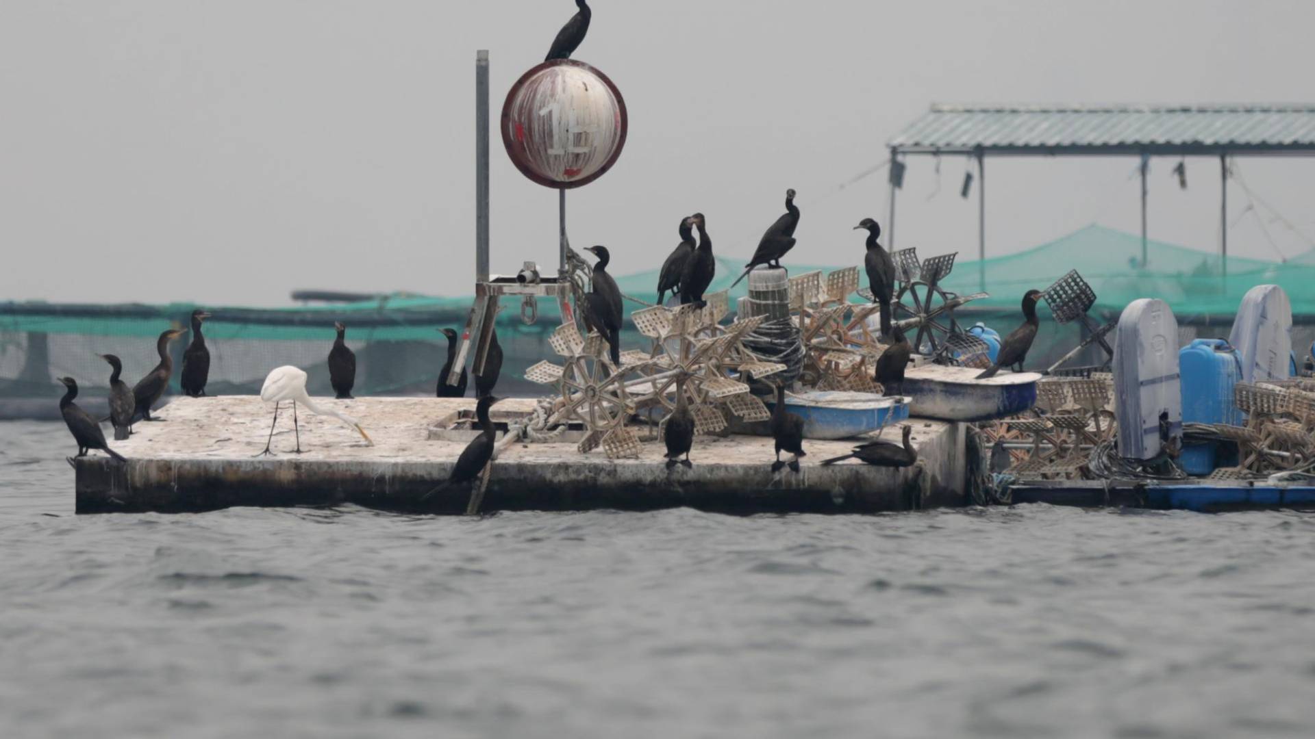 $!La empresa Aqua Finca, antes de la llegada de los patos, dejaba libres en “El Cajón” alrededor de 1.2 millones de alevines por año, pero se dieron cuenta que esta estrategia para apoyar a los pescadores terminaba solo en engordar a los patos.