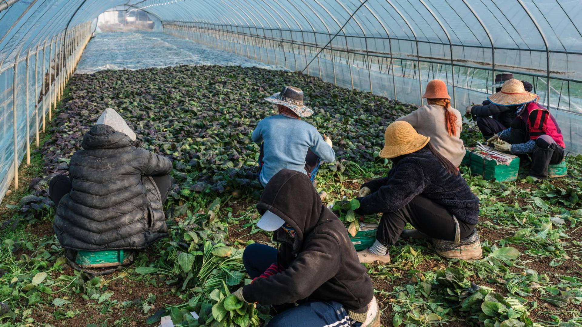 $!Más de 300 mil trabajadores poco calificados viven en Corea del Sur con visas. Otros 430 mil están allí ilegalmente.