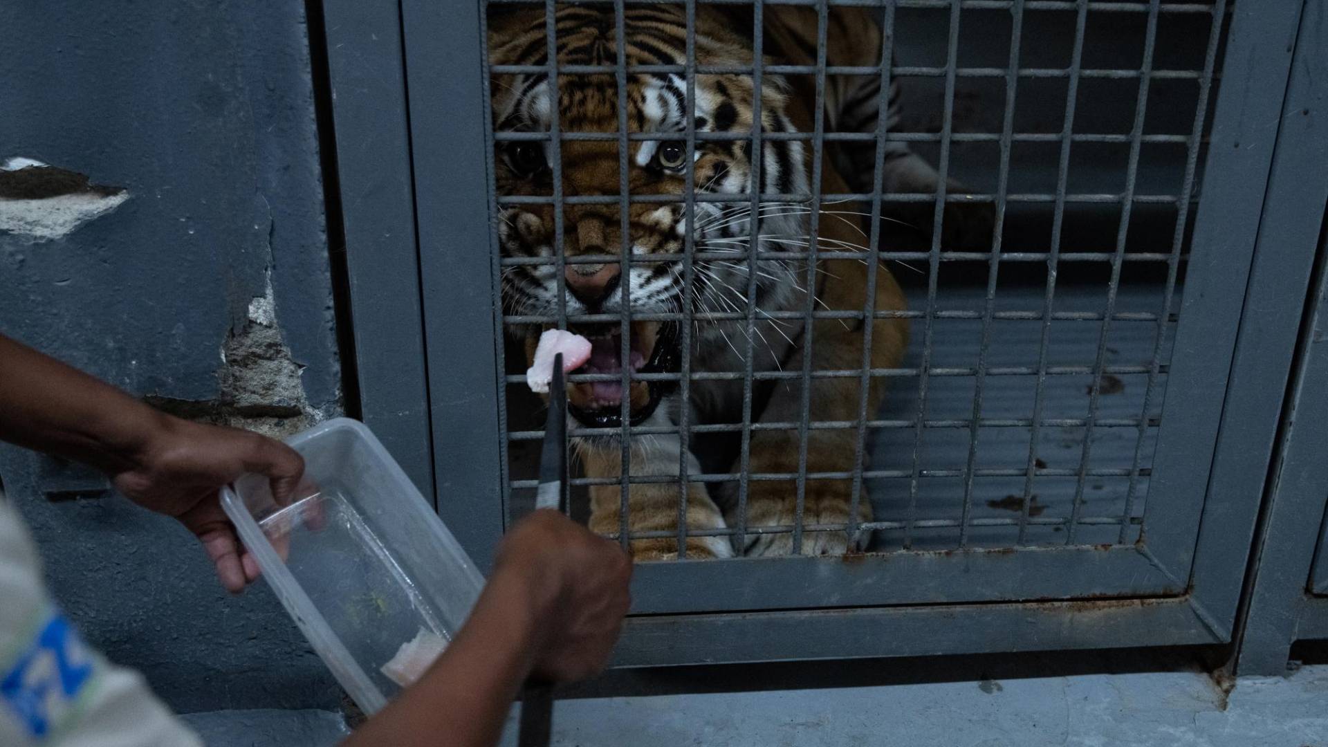 $!Kanu, un tigre en el Zoológico de Cali, Colombia, recibió pescado con aceite de cannabis para reducir inflamación.