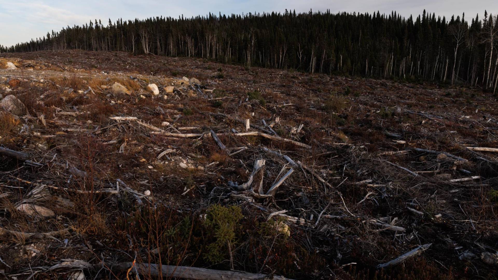 $!Un estudio afirma que la tala en el bosque boreal de Canadá ha causado graves daños que serán difíciles de revertir.