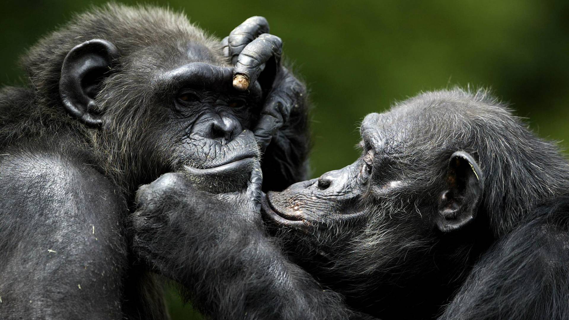 $!En un estudio, chimpancés y bonobos vieron fotos de simios y constan-temente pasaron más tiempo mirando a viejos compañeros.