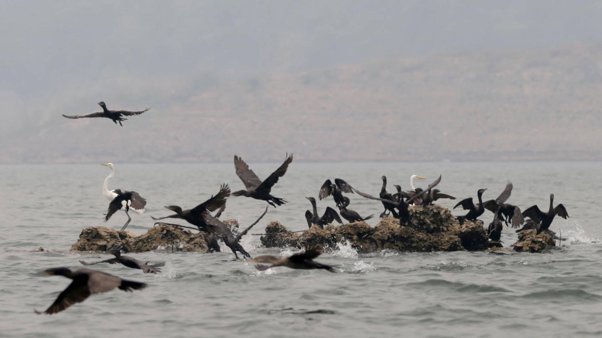 $!El cormorán o pato chancho se mueve en bandadas de cientos por los 94 kilómetros de área que tiene la represa hidroeléctrica Francisco Morazán.