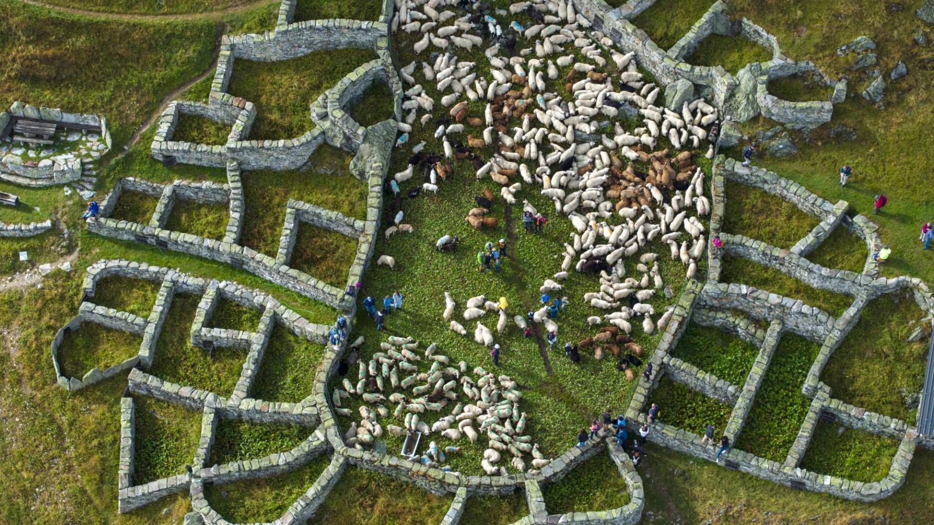 $!Los corrales de piedra Färricha en Belalp, Suiza, datan de la época medieval. Se utilizan para dividir las ovejas por dueño.