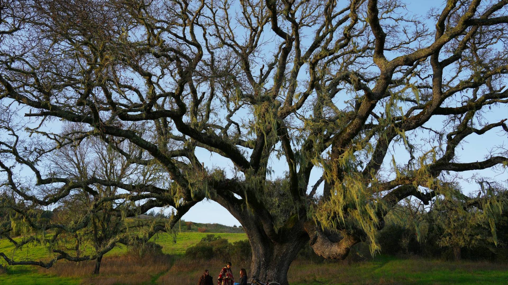 $!Un roble en Larsen Meadow, anteriormente los “nueve posteriores” del campo de golf San Gerónimo.