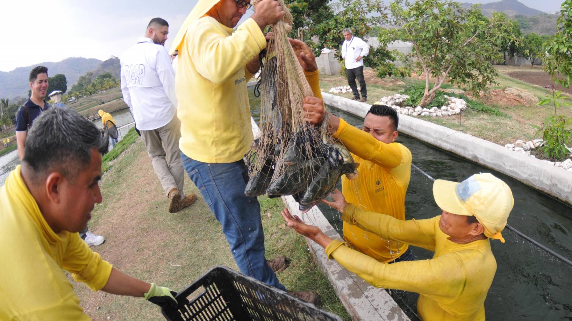 $!El cultivo de tilapia es una de las actividades más desarrolladas en la Granja Penal de Santa Ana, El Salvador