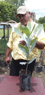 Proyectan ampliar siembra y producción de marañón en 2016