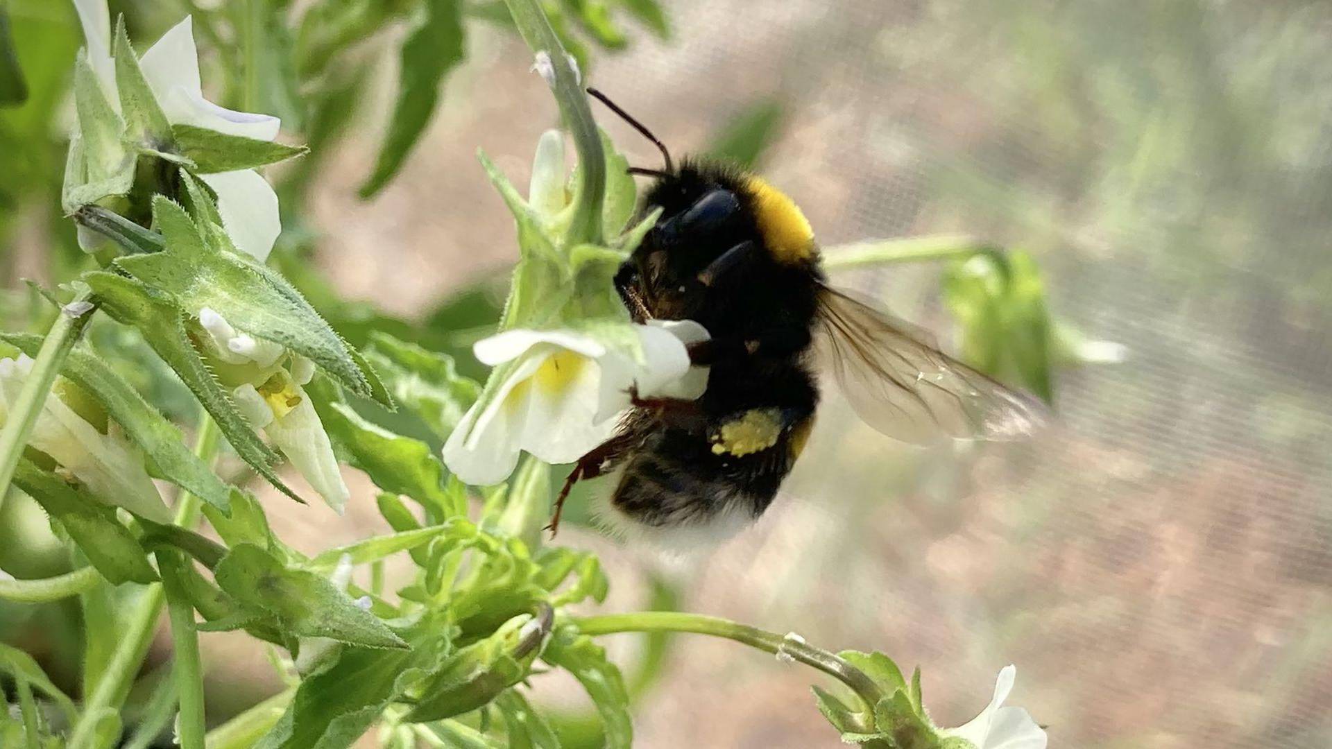$!Al usar su propio polen para fertilizarse, los pensamientos habrían hecho menos atractivas sus flores para los abejorros. (Samson Acoca-Pidolle)