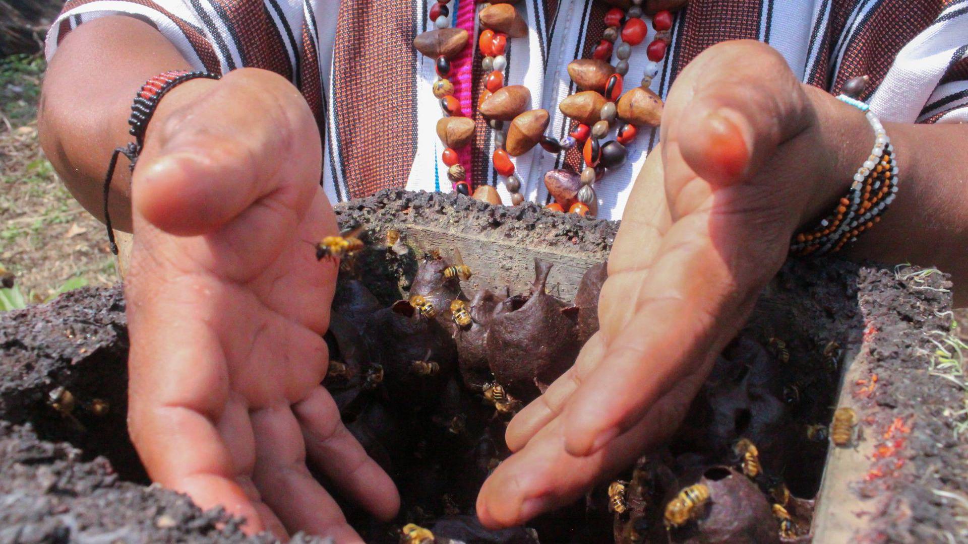 $!La población de abejas meliponas de Perú peligra por la deforestación, los pesticidas y el cambio climático.