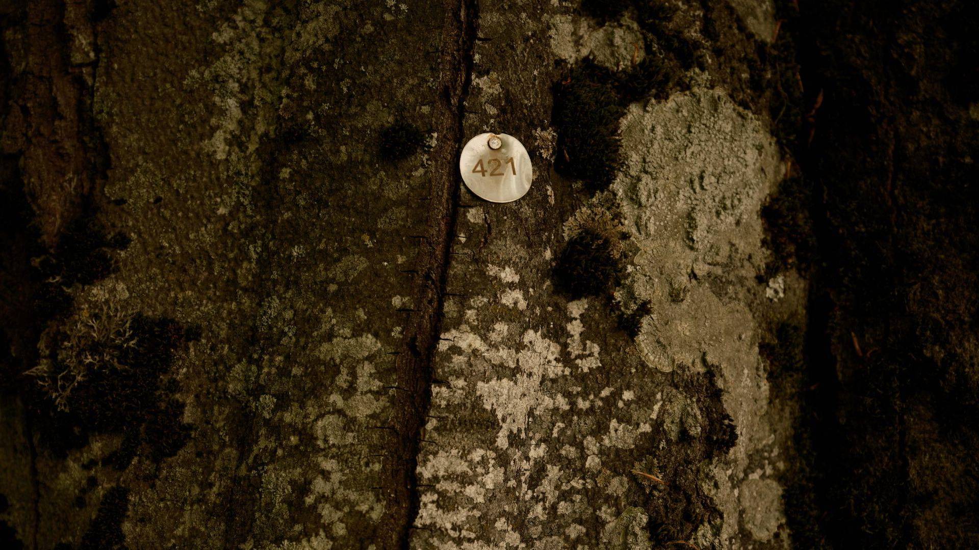 $!En Nucsoara, Rumania, a 2 mil 544 árboles se les dio un número y se mapearon sus coordenadas GPS.