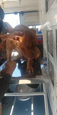 Así es Ambudog, la primera ambulancia que atiende gratuitamente animales de la calle en México