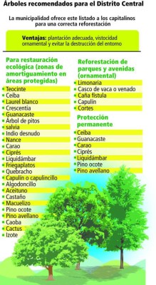 Históricos árboles, testigos del tiempo en la capital