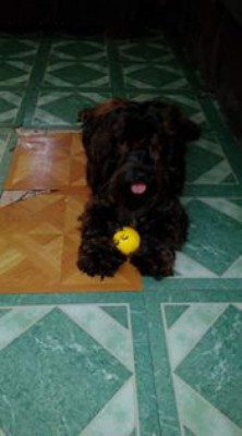 Hondureños comparten las fotos de sus mascotas