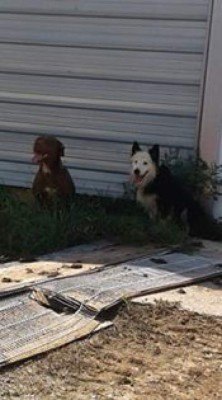 Hondureños comparten las fotos de sus mascotas