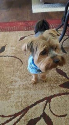 Hondureños comparten las fotos de sus mascotas