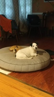 'Día mundial del Perro', lectores nos comparten imágenes de sus canes