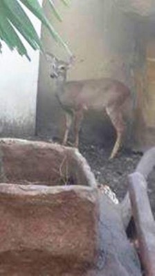 Honduras: Un zoológico fue hallado en mansión de San Pedro Sula