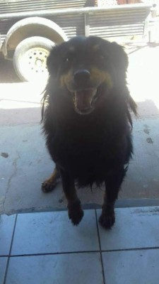 Los caninos de nuestros lectores