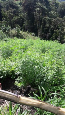Aseguran unas 40 manzanas de terreno de supuesta marihuana en Tocoa, Colón