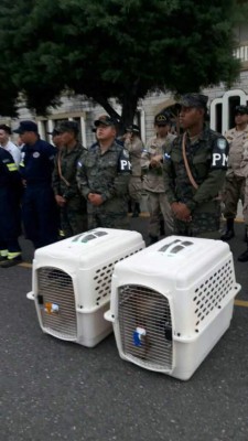 Conoce la historia de 'Taco y Capitán', perros rescatistas enviados a México