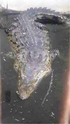 Honduras: Un zoológico fue hallado en mansión de San Pedro Sula