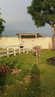 Honduras: Alcalde de Yoro y familia, vinculados al narcotráfico