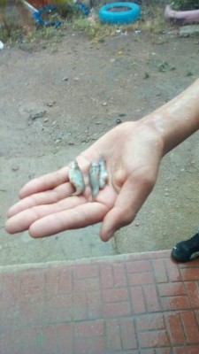 Lluvia de peces causa fascinación en centro educativo de El Paraíso